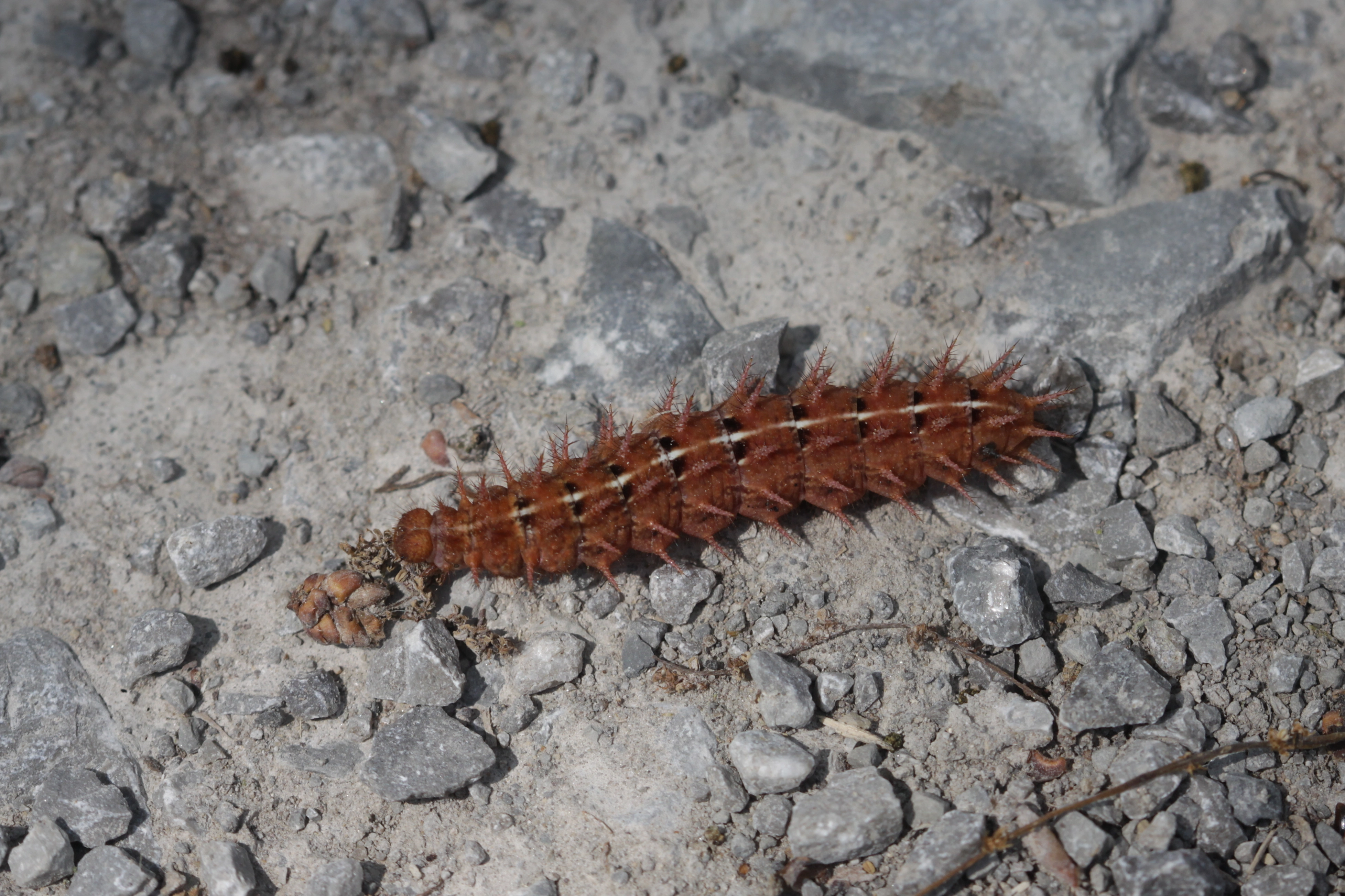 13 Bosrandparelmoervlinder rups 23 5 18.jpg